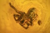 Fossil Ant (Formicidae) & Spider (Aranea) In Baltic Amber #72241-3